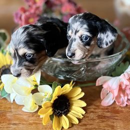 Dachshund Puppies from GypsyDox