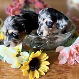 Dachshund Puppies from GypsyDox