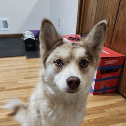 Mocha - Pomsky
