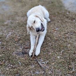 Goldendoodle and Golden Retriever Puppies from Goldens and Doodles of MN