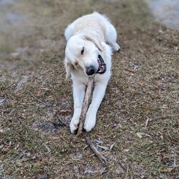 Goldendoodle and Golden Retriever Puppies from Goldens and Doodles of MN