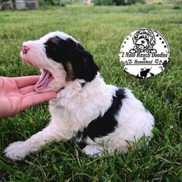 Parti boy - Black and white male Bernedoodle puppy in Graham, Texas from 2 Rose Ranch Doodles