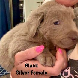 Black- Silver Female - Silver female Dilute Retriever puppy in Marion, Illinois from Summer Lovin’ Labradors of Southern Illinois