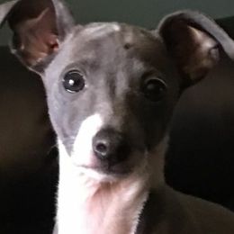 Italian Greyhounds from Amayz Italian Greyhounds