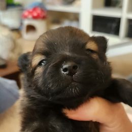 Pomeranian Puppies from Sherlock’s Poms