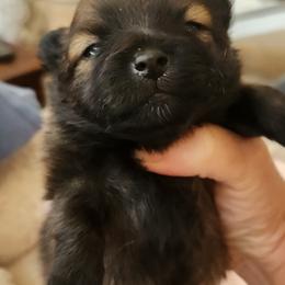 Pomeranian Puppies from Sherlock’s Poms