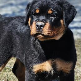 Rottweilers from Von Hause Gaelic