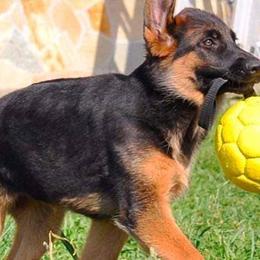 German Shepherds from ValentineKennels