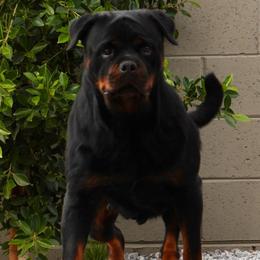 Timberland - Rottweiler