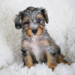 Billy (socialization program student) - Merle male Bernedoodle puppy in Dundee, Ohio from Down Home Doodle
