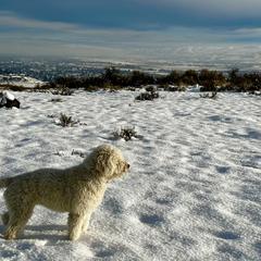 Spanish Water Dogs from Ohana Spanish Water Dogs