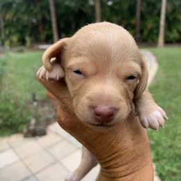 Comet - Dachshund puppy in Florida from Lazy Acres Farm