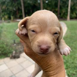 Comet - Dachshund puppy in Florida from Lazy Acres Farm