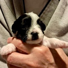 Roxy (Lt Pink) - Piebald female Morkie puppy in Martin, Tennessee from Danza Bolo