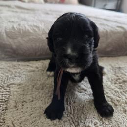 Bunny - Black and white female Bernedoodle puppy in Seffner, Florida from TOP NOTCH PUPS- BERNEDOODLE BREEDER