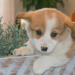 Pembroke Welsh Corgis from Lapp Livestock Farm Corgi's