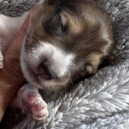 Sunny - Piebald female Dachshund puppy in Summit, South Carolina from Doxies4Paws