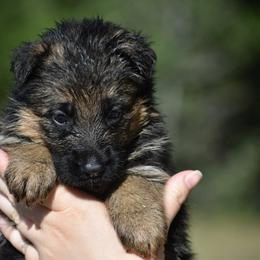 Rose - Black and red female German Shepherd puppy in Azle, Texas from Nuckols-Alsup Canines German Shepherds