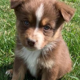 Aussiedoodle and Australian Shepherd Puppies from Wolf Creek Aussies And Aussiedoodles