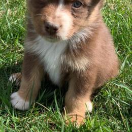 Aussiedoodle and Australian Shepherd Puppies from Wolf Creek Aussies And Aussiedoodles