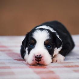 Bell - Black tri female Miniature American Shepherd puppy in Chocowinity, North Carolina from Foxtail Hollow