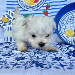 Oatmeal - White female Maltese puppy in Polo, Missouri from Purely Maltese