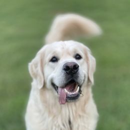 Golden Retrievers from Genevieve's Goldens