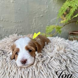 Joy - Apricot female Australian Labradoodle puppy in Morgan Hill, California from Loving Labradoodles