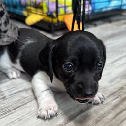 Rex - Black and cream male Dachshund puppy in Mount Airy, North Carolina from Mayberry Dachshunds