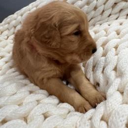 Golden Retriever Puppies from Bigfoot Goldens AKC Registered Dark Red