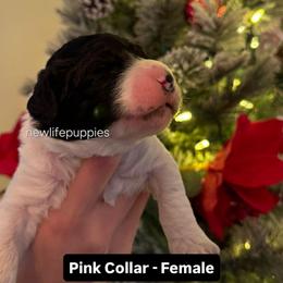 Pink Collar - Parti female Poodle puppy in Shelby, Alabama from New Life Family Farm