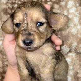 Evelyn - Dapple female Dachshund puppy in Goldthwaite, Texas from Mini Mama Dachshunds