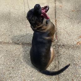 Roulette of Kaizen Ruach - Belgian Malinois