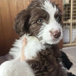 Aussiedoodles and Goldendoodles from Horton Doodle & Co