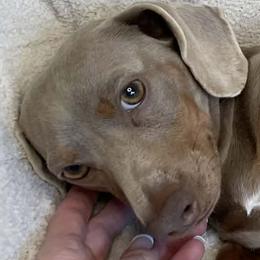 Gordon - Dachshund