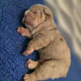 Boy 1 - Chocolate tri-color male Bulldog puppy in Lewisberry, Pennsylvania from Salted Rim Corgis