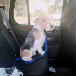 Wire Fox Terrier All Grown Up from BKS farm