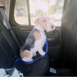 Wire Fox Terrier All Grown Up from BKS farm