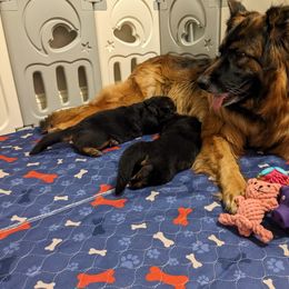 German Shepherd Puppies from Autumn's House of German Shepherds, LLC