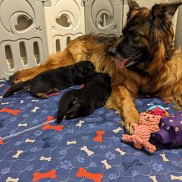 German Shepherd Puppies from Autumn's House of German Shepherds, LLC