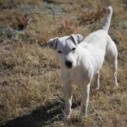 Gracie - Jack Russell Terrier