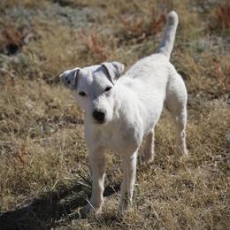 Gracie - Jack Russell Terrier