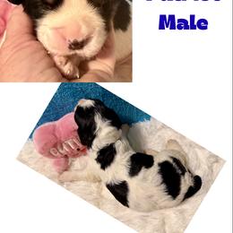 Patriot - Black white and tan male English Springer Spaniel puppy in Madison, Indiana from McCollough's Pawsome Spaniels and Danny's Delightful Dachshunds