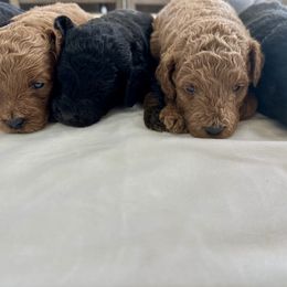 Bernedoodle, French Bulldog, Goldendoodle, and Sheepadoodle Puppies from Farm Fresh Doodles