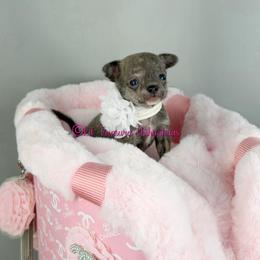 Wichita - Blue brindled fawn female Chihuahua puppy in Anderson, South Carolina from Lil Treasures Chihuahuas