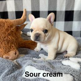 Sour cream - Cream female French Bulldog puppy in Seneca, South Carolina from Keowee Kennels