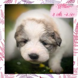 Willow (Millie) Pink collar female - White and badger female Great Pyrenees puppy in Fair Grove, Missouri from Allen Wags & Woolies