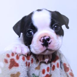 Baby Gunner - Black brindle and white male Boston Terrier puppy in Kingsport, Tennessee from Sleepwalker Bostons