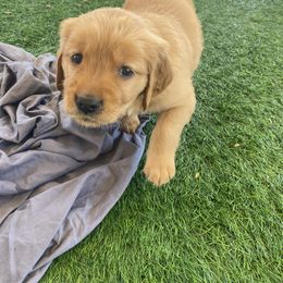 Golden Retriever Puppies from Golden Star Ranch