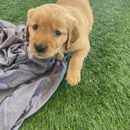 Golden Retriever Puppies from Golden Star Ranch